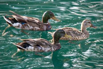 H5N1 Influenza aviaria