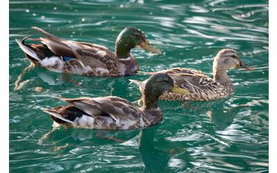 Immagine: robert-woeger-3zMbHsJi88s-unsplash