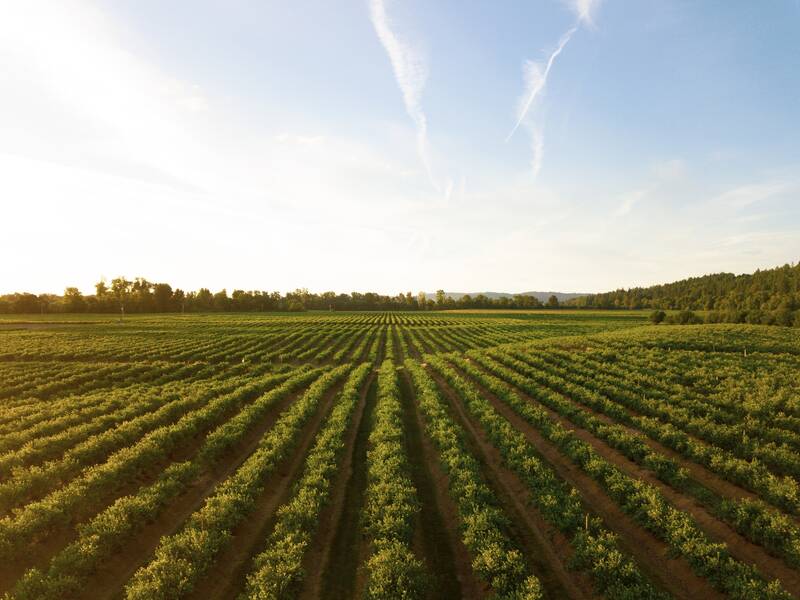 Immagine: Agricoltura e foreste