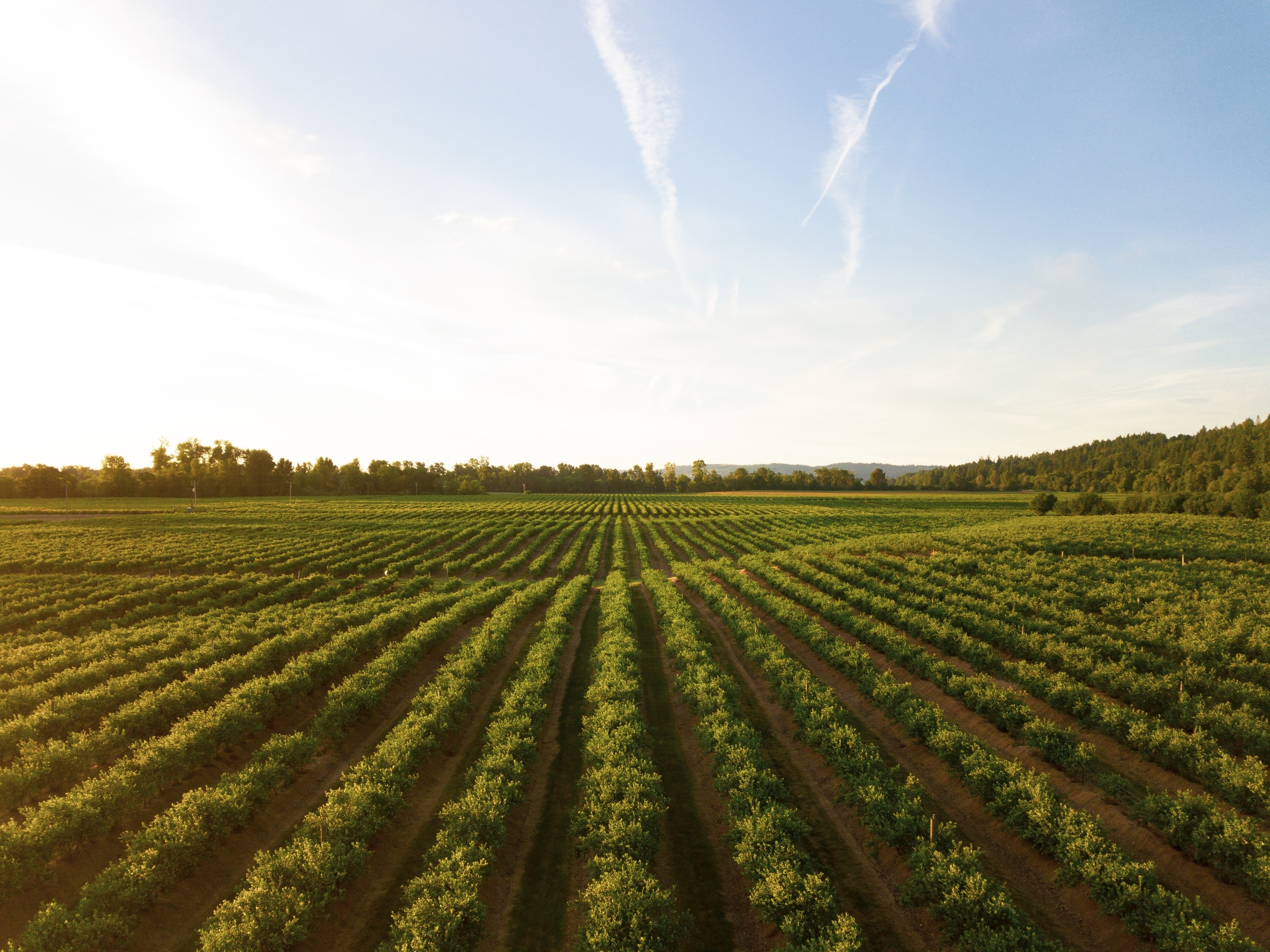 Immagine: Agricoltura e foreste
