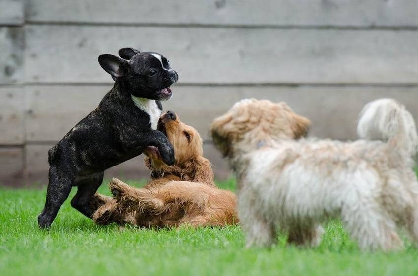 Immagine: Area Cani imagefull