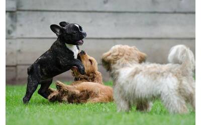 Immagine: Area Cani imagefull