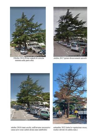 Un grande albero abbattuto causa disseccamento, 13 nuovi alberi piantati Un grande albero abbattuto causa disseccamento, 13 nuovi alberi piantati