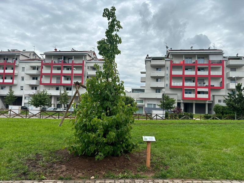 L’albero dei fazzoletti dà il benvenuto agli 81 neonati del 2023 L’albero dei fazzoletti dà il benvenuto agli 81 neonati del 2023