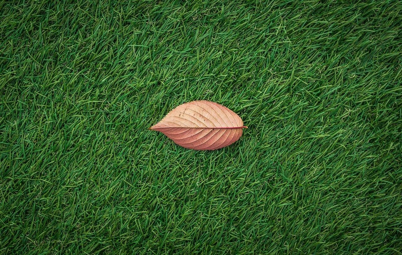 Immagine: leaves-ga2184ccbf_1280