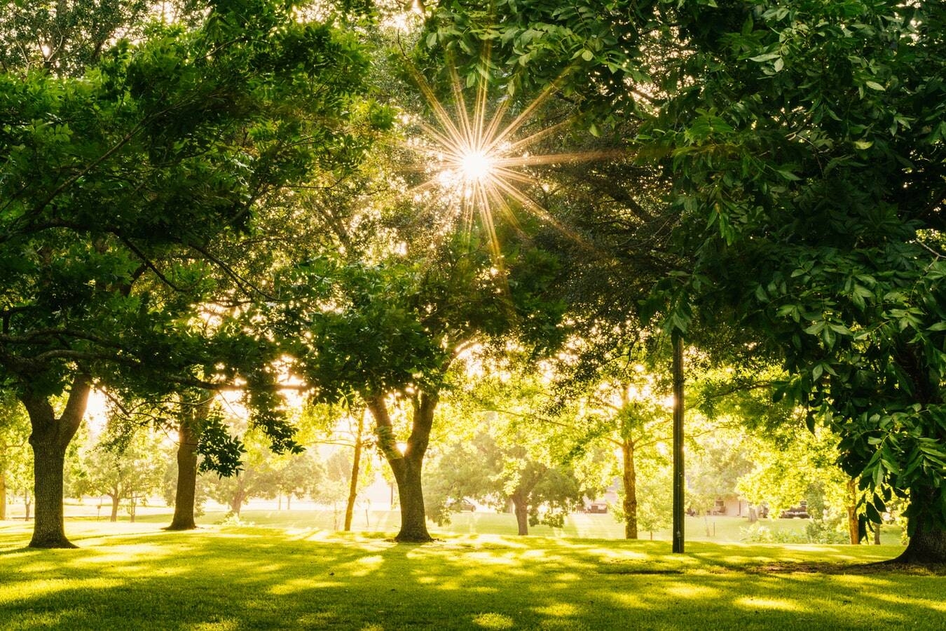 Immagine: parco