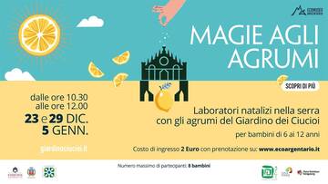 MAGIE AGLI AGRUMI  MAGIE AGLI AGRUMI