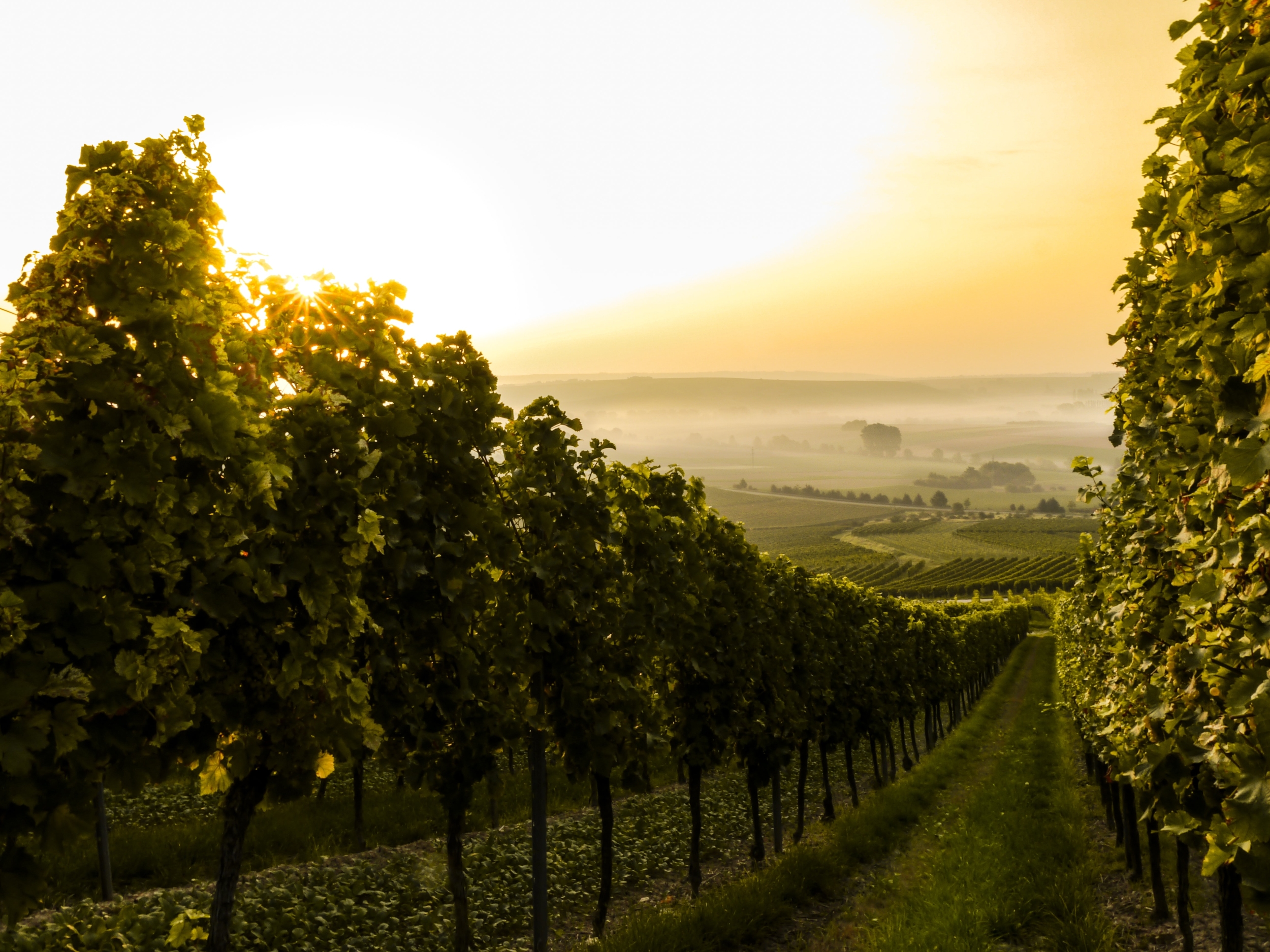 Immagine: vino