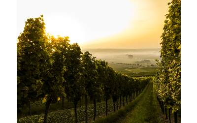 Immagine: vino