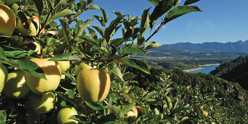 Bonifiche agrarie, interventi di sistemazione terreni e ripristino aree prative
