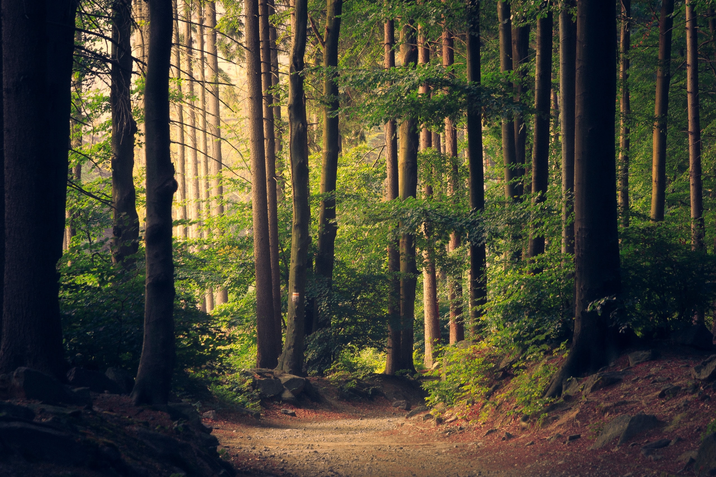Immagine: Foreste