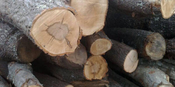 Immagine decorativa per il contenuto PRENOTAZIONI PARTI DI LEGNA