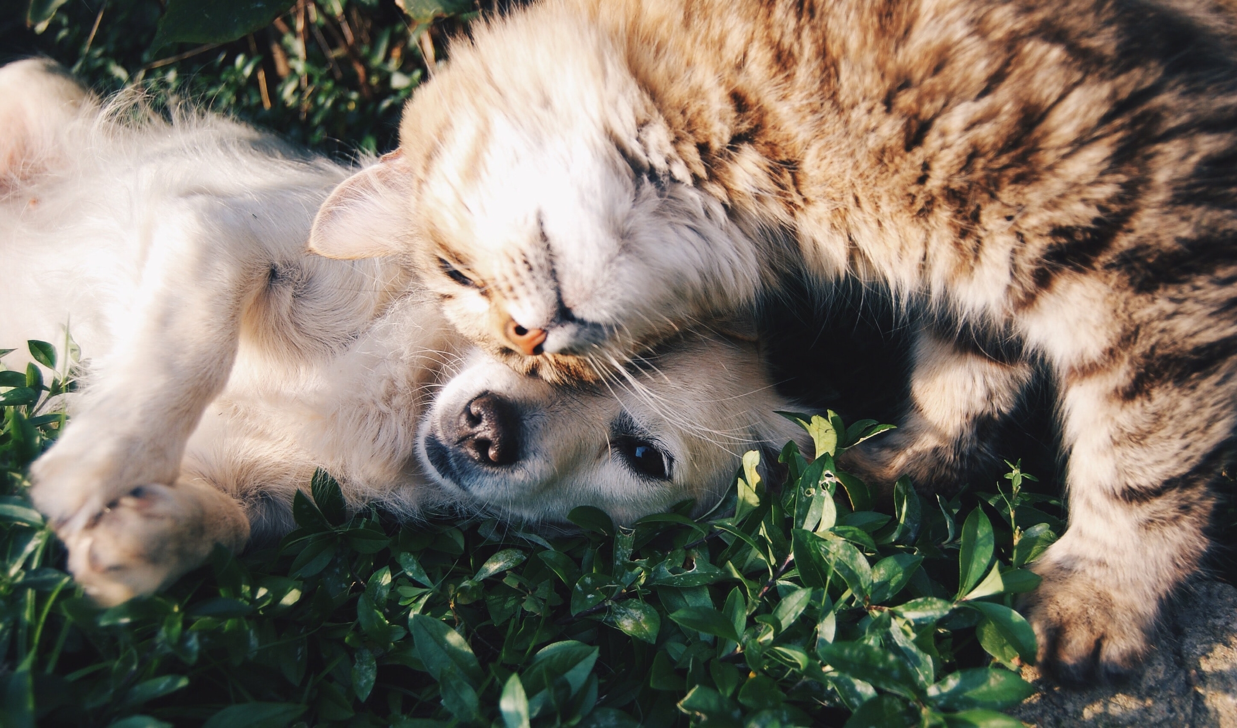 Immagine: Animale domestico