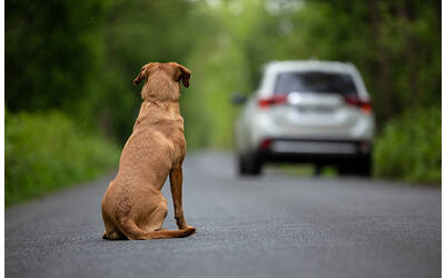 Immagine: Animali abbandonati