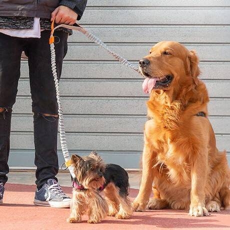 Immagine: foto cani
