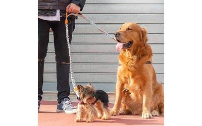 Immagine: foto cani
