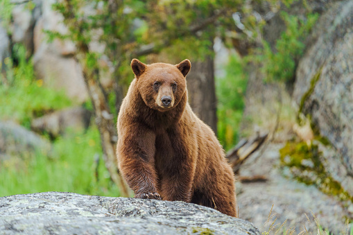 Immagine: Orso