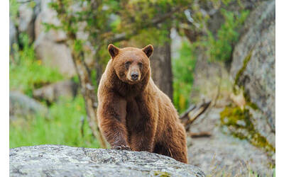 Immagine: orso