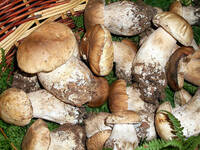 Cesto funghi porcini