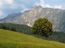 Immagine decorativa