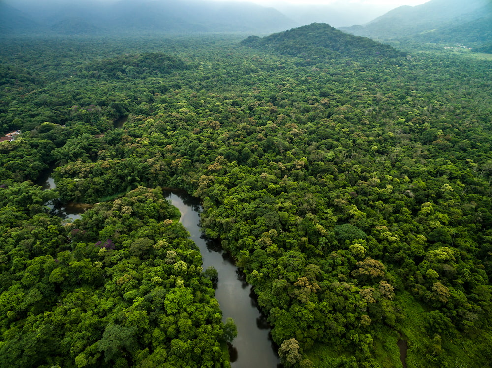 foret brésil louro gamela