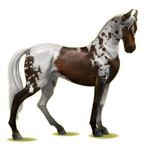 Cheval de selle Marwari Cremello