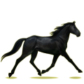 Cheval de selle Trotteur Français Alezan
