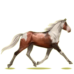 Cheval de selle Trotteur Américain Aubère