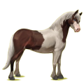 Poney New Forest Bai