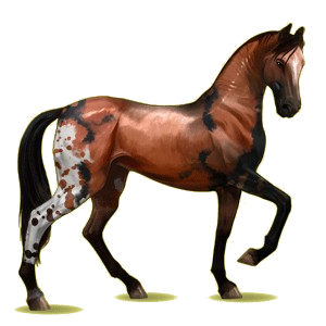 Cheval de selle Akhal-Téké Alezan Brûlé