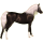 Cheval de selle Arabe Alezan Brûlé Crins Lavés