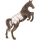 Cheval de selle Arabe Gris Truité