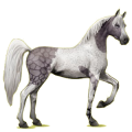 Pégase de selle Arabe Gris Pommelé