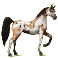 Cheval de selle Arabe Bai