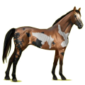 Cheval de selle Pur-Sang Anglais Gris Pommelé
