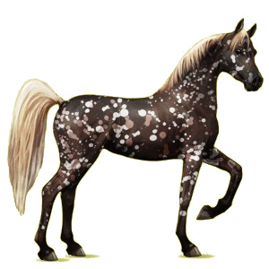 Pégase de selle Arabe Gris Clair