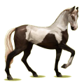 Cheval de selle Akhal-Téké Bai