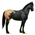 Cheval de selle Appaloosa Blanket Noir