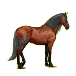 Cheval de selle Lipizzan Bai Cerise