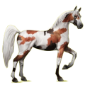 Cheval de selle Arabe Alezan Crins Lavés
