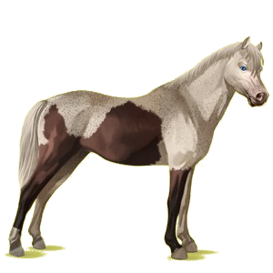 Poney Français de Selle Bai