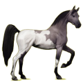 Cheval de selle Arabe Alezan Brûlé