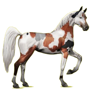 Cheval de selle Arabe Gris Clair