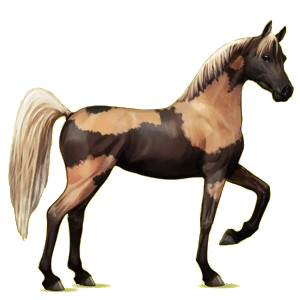 Cheval de selle Arabe Rouan