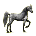 Cheval de selle Arabe Gris Pommelé