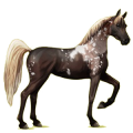 Cheval de selle Arabe Gris Pommelé