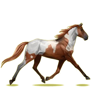 Cheval de selle Trotteur Français Bai Brûlé