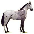 Cheval de selle Hunter Irlandais Noir