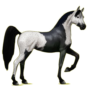 Cheval de selle Arabe Alezan Brûlé Crins Lavés