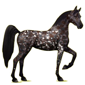 Cheval de selle Arabe Gris Clair
